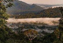 Lạc vào thung lũng Danum Malaysia, khám phá thiên nhiên hoang dã Lạc vào thung lũng Danum Malaysia, khám phá thiên nhiên hoang dã