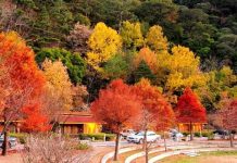 Trang trại Wuling – thiên đường du lịch sinh thái nổi tiếng Đài Loan Trang trại Wuling - thiên đường du lịch sinh thái nổi tiếng Đài Loan